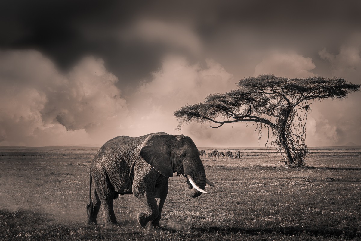 ET_KE_AMBOSELI_2019_00065-H