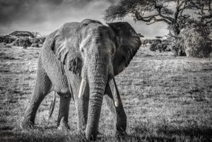 ET_KE_AMBOSELI_2019_00097