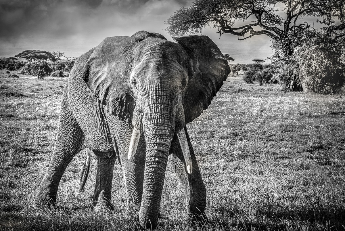 ET_KE_AMBOSELI_2019_00097