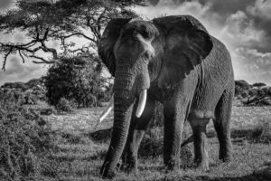 ET_KE_AMBOSELI_2019_00126-H