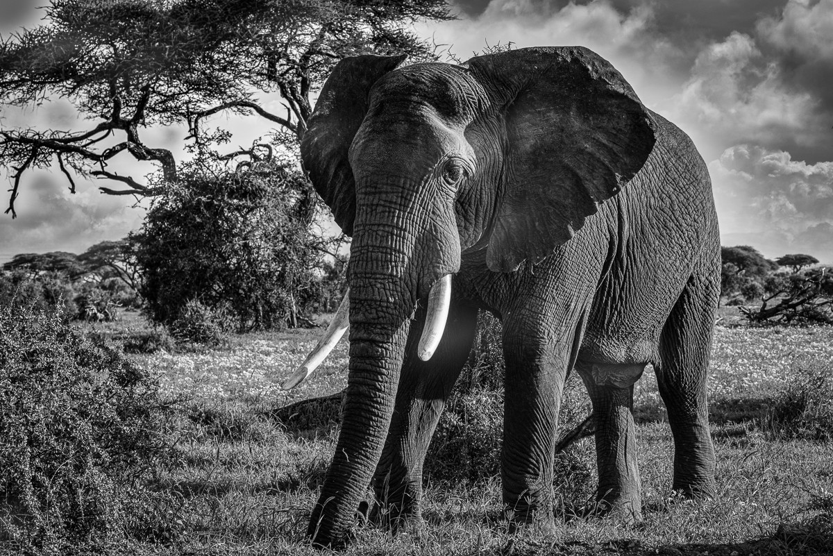 ET_KE_AMBOSELI_2019_00126-H