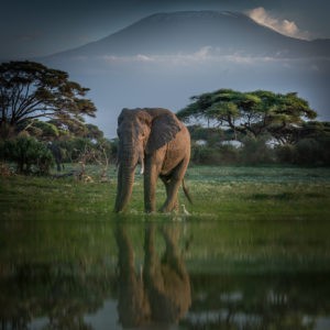ET_KE_AMBOSELI_2019_00234-Editar-2