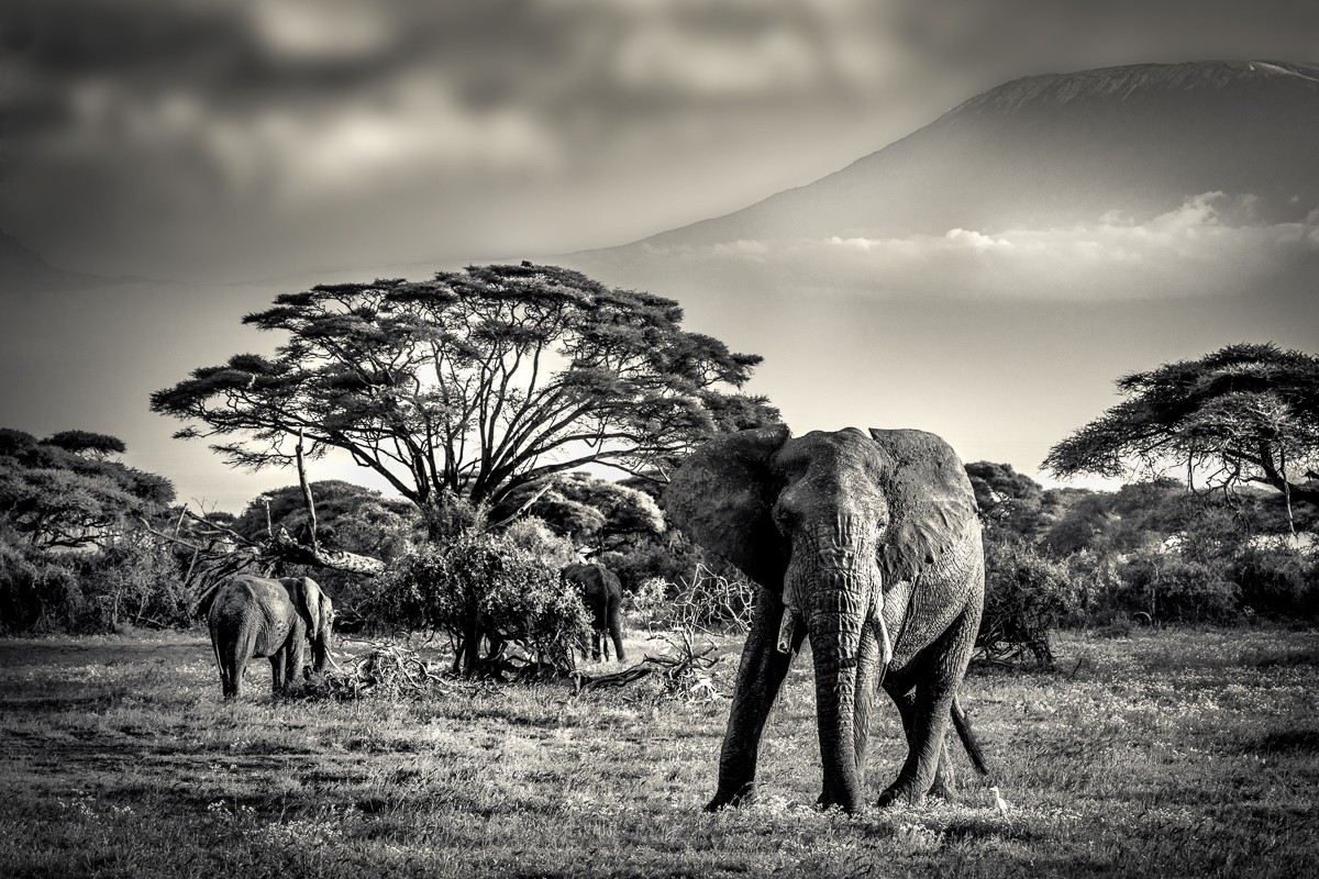 ET_KE_AMBOSELI_2019_00236-H - cópia