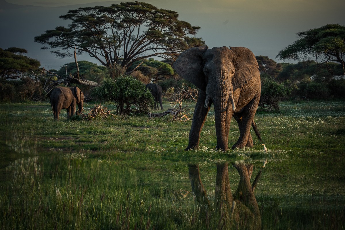 ET_KE_AMBOSELI_2019_00236