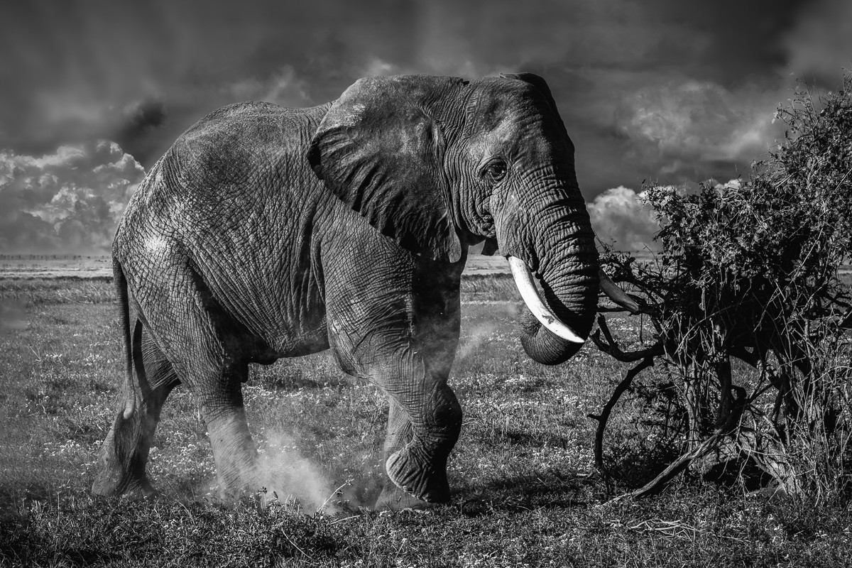 ET_KE_AMBOSELI_2019_00283-H