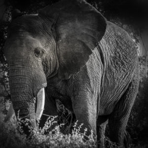 ET_KE_AMBOSELI_2019_00306