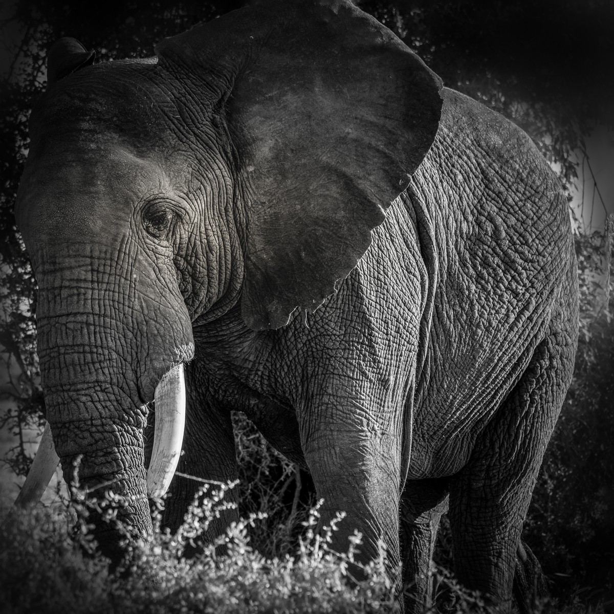ET_KE_AMBOSELI_2019_00306