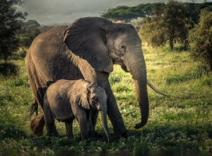 ET_KE_AMBOSELI_2019_00773