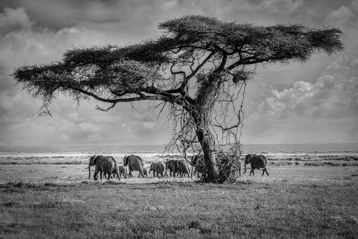ET_KE_AMBOSELI_2019_00813-H2