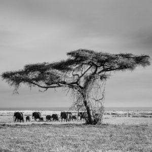 ET_KE_AMBOSELI_2019_00815-Qjpg