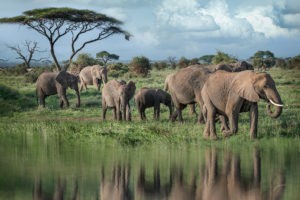 ET_KE_AMBOSELI_2019_00865-3