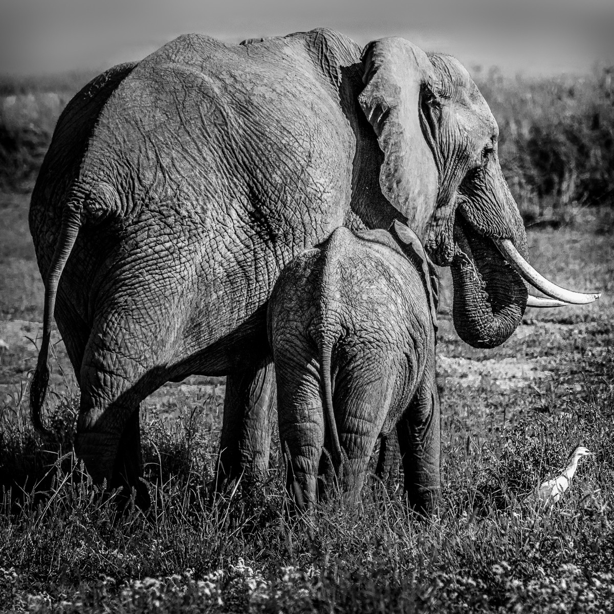 ET_KE_AMBOSELI_2019_01381