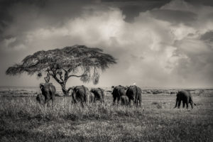 ET_KE_AMBOSELI_2019_01446