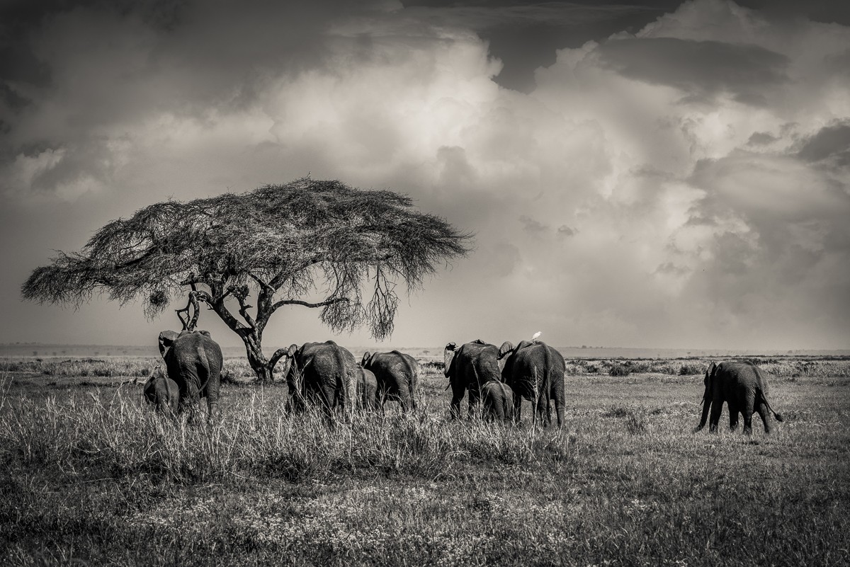 ET_KE_AMBOSELI_2019_01446