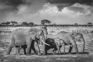 ET_KE_AMBOSELI_2019_01689-H1