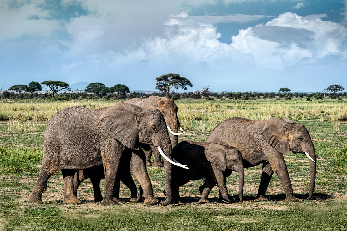 ET_KE_AMBOSELI_2019_01689-H2