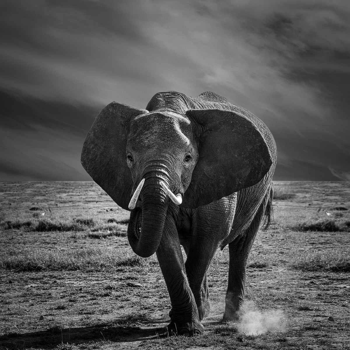 ET_KE_AMBOSELI_2019_01745-Q