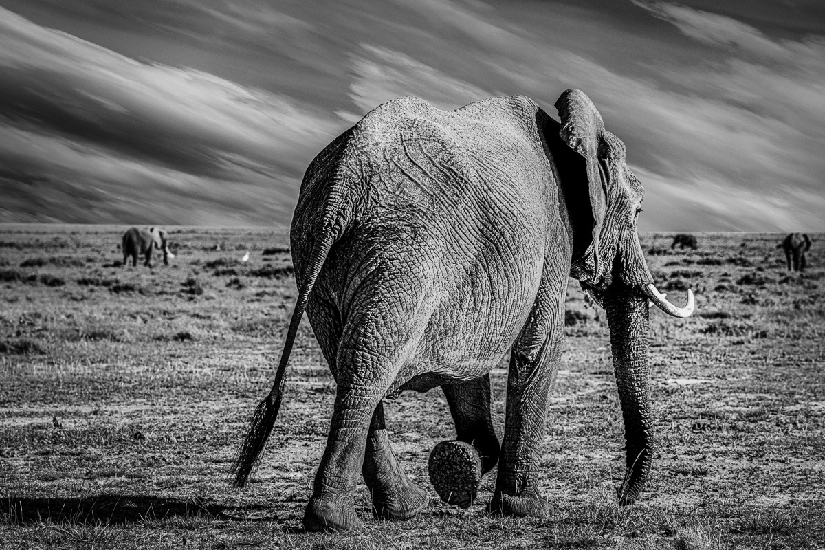 ET_KE_AMBOSELI_2019_01748
