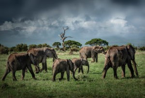 ET_KE_AMBOSELI_2019_01867-H1