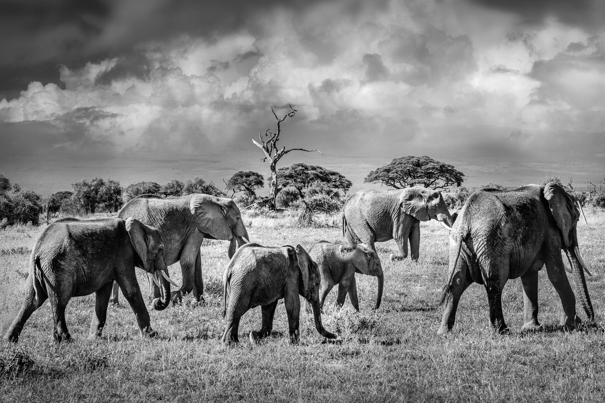 ET_KE_AMBOSELI_2019_01867-H2
