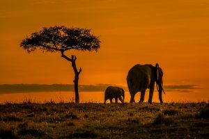 Bom Dia Kenya