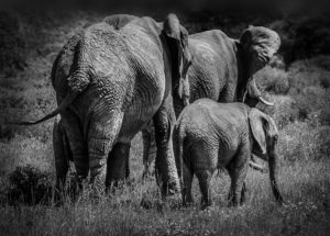 ET_KE_SAMBURU_2019_01097
