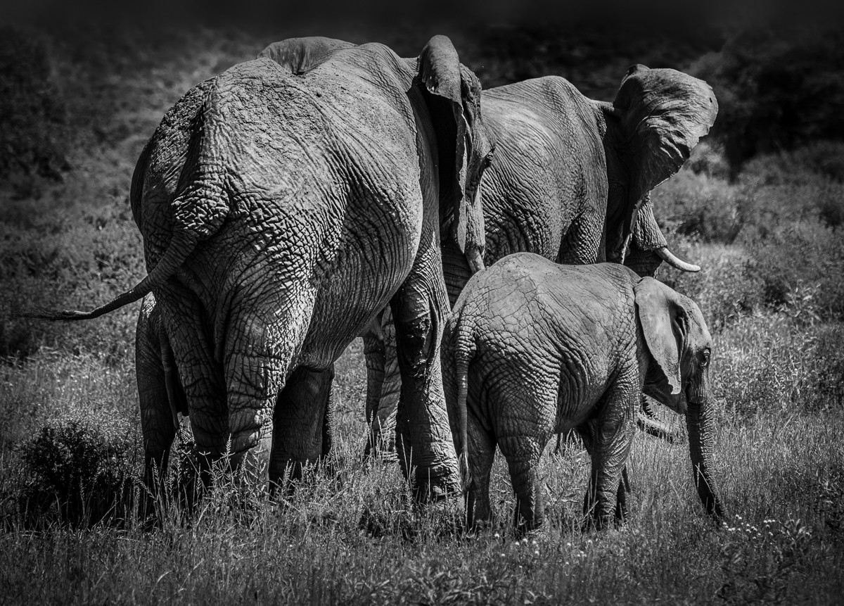 ET_KE_SAMBURU_2019_01097