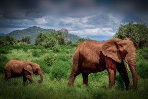 ET_KE_SAMBURU_2019_01393-H1