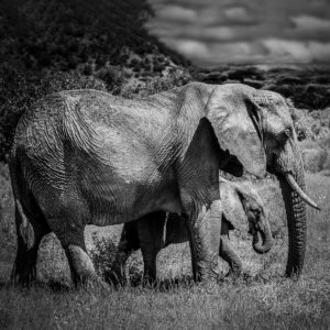 ET_KE_SAMBURU_2019_01434