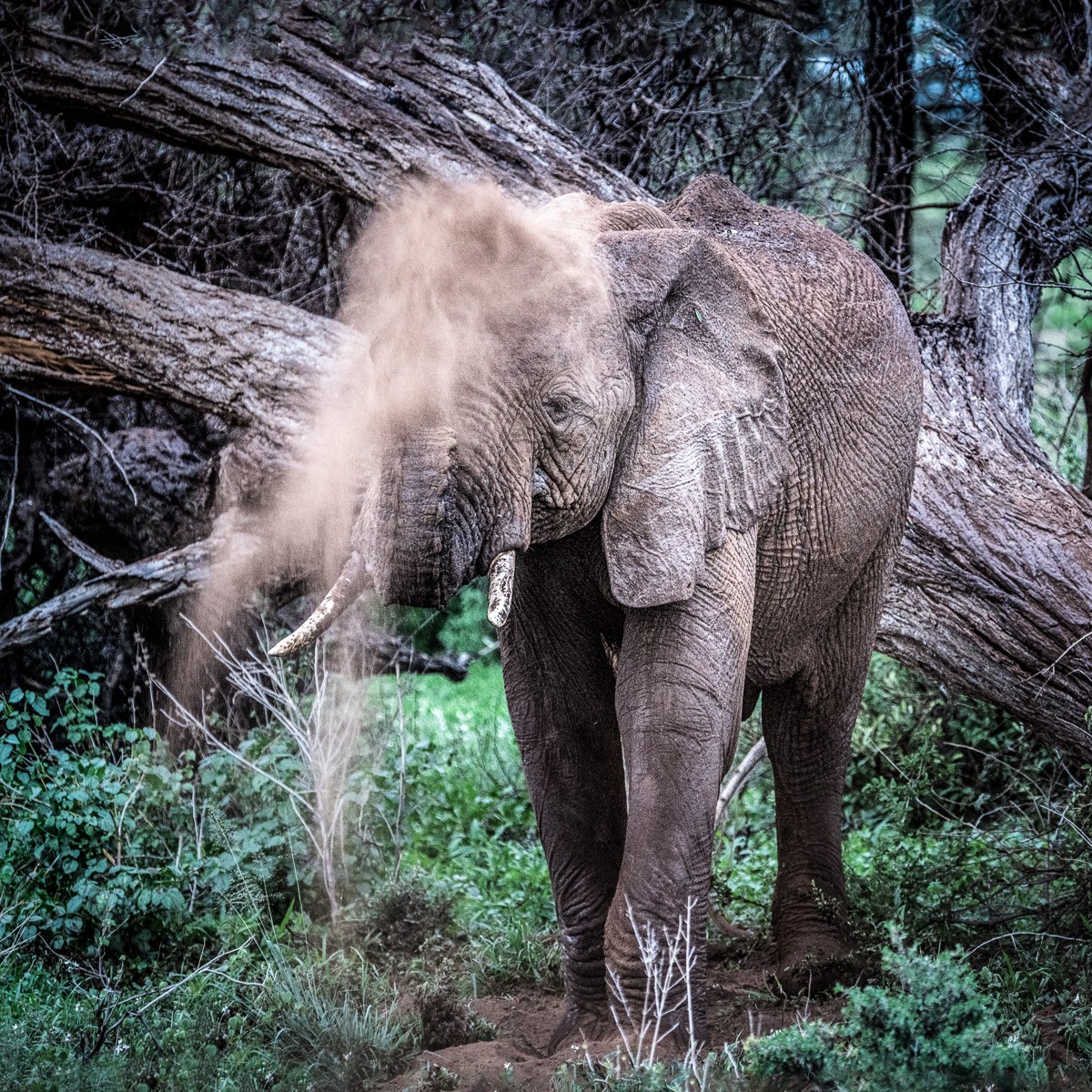 ET_KE_SAMBURU_2019_02188-Q1