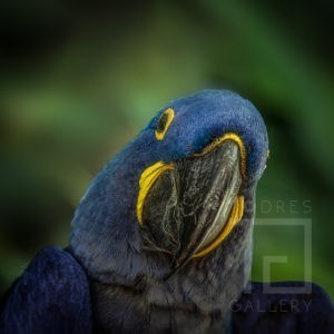Alegria de Arara (01220071)