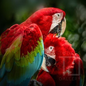 Paixão de Arara (0220071)