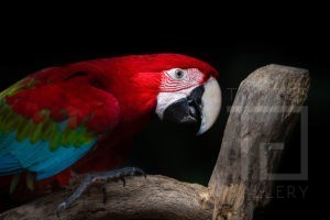 Arara Flashion (00059)