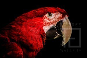 Red Portrait (01078)