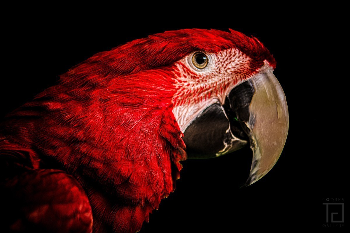 Red Portrait (01078)