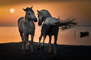 Two Horses and the little boat