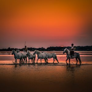 White Angels at Sunrise
