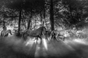 The horses and the light