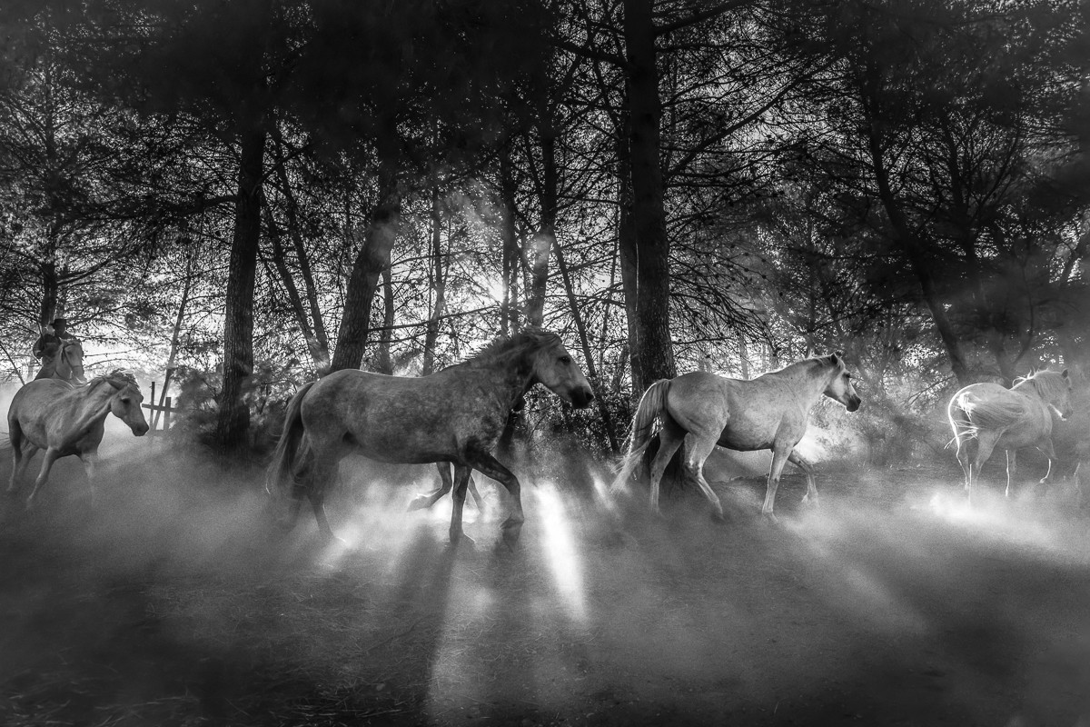 The horses and the light