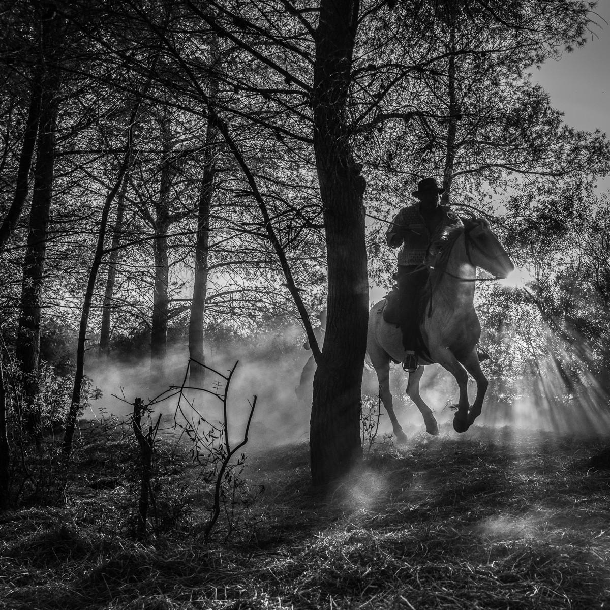 The Horserider at the forest