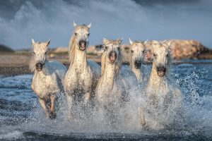 Five wet Horses at Camargue