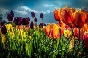 As Tulipas (2018_01314)