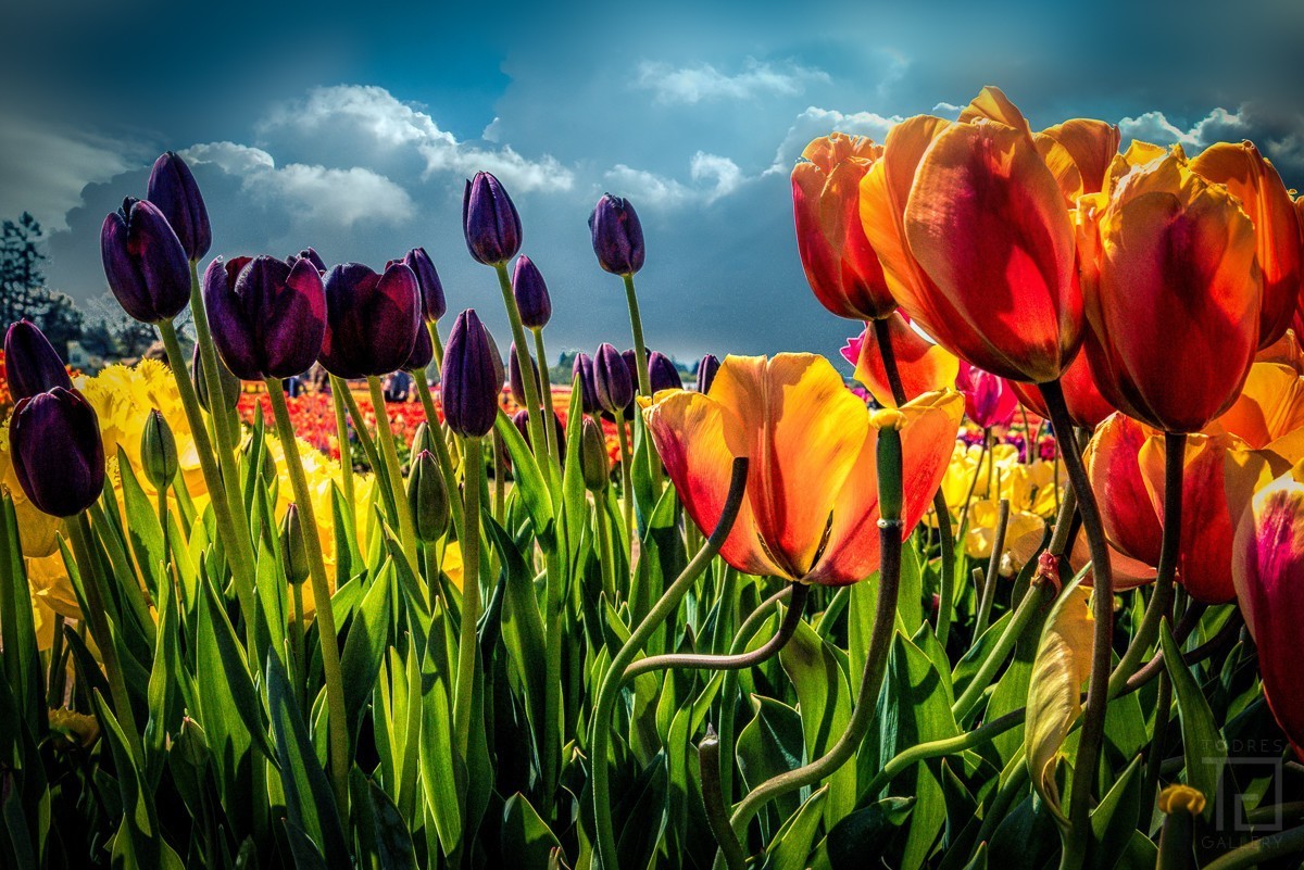 As Tulipas (2018_01314)