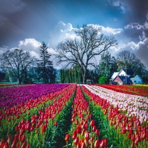 Fazenda de Tulipas (2018_01351)