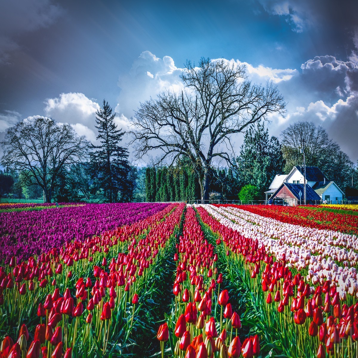Fazenda de Tulipas (2018_01351)